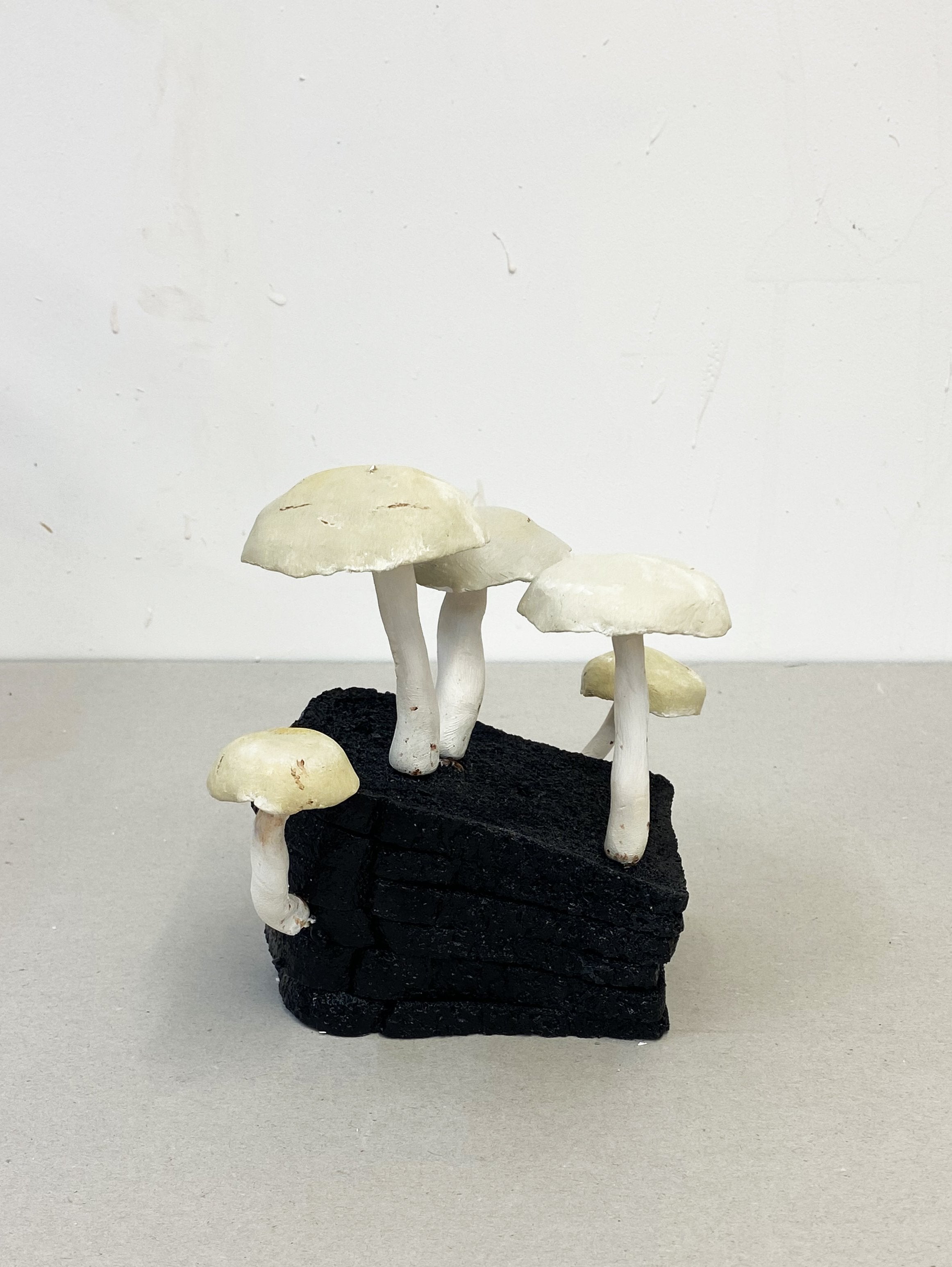 Burnt Toast Shield Pinkgill - Beirut Re–Store