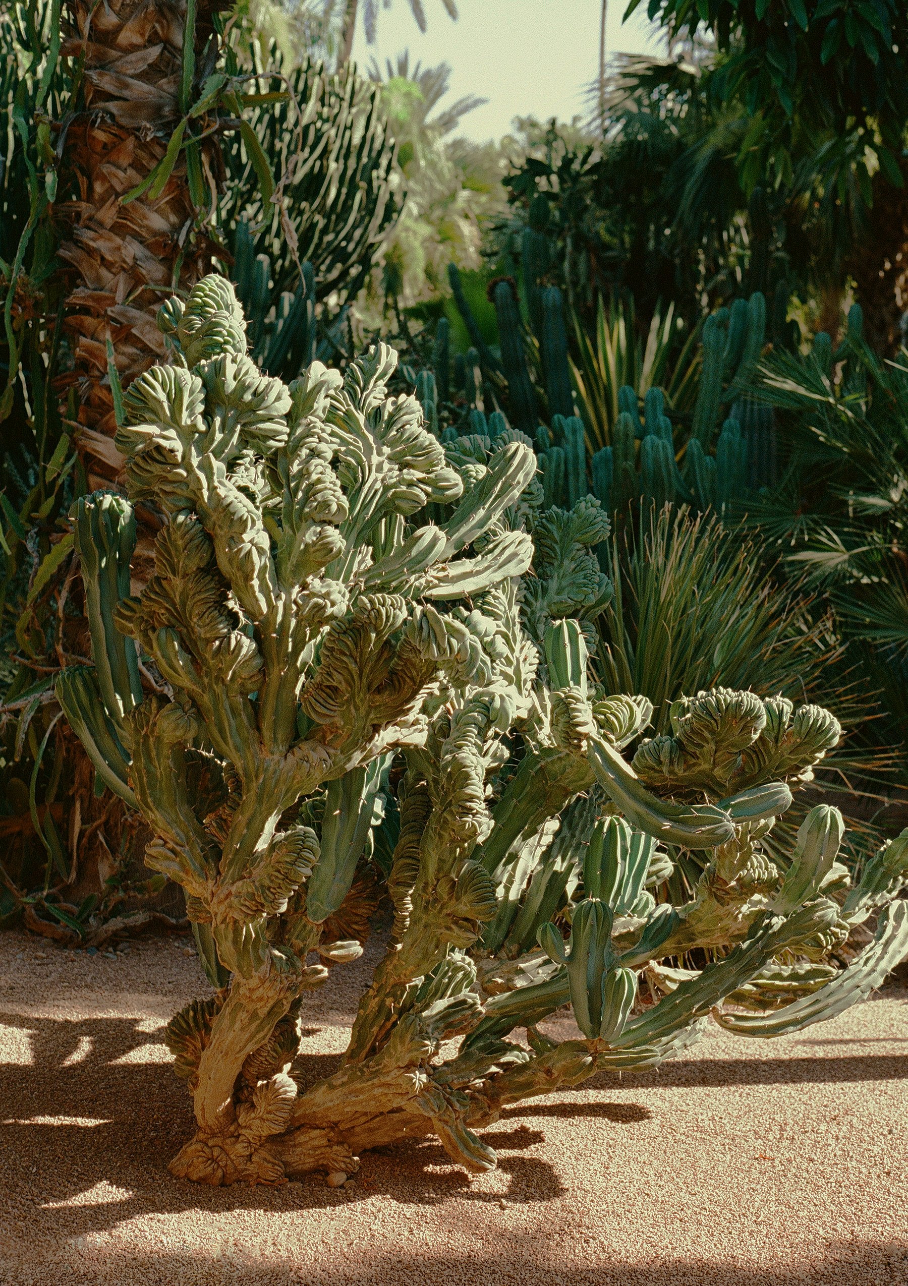 Jardin Majorelle - Beirut Re–Store