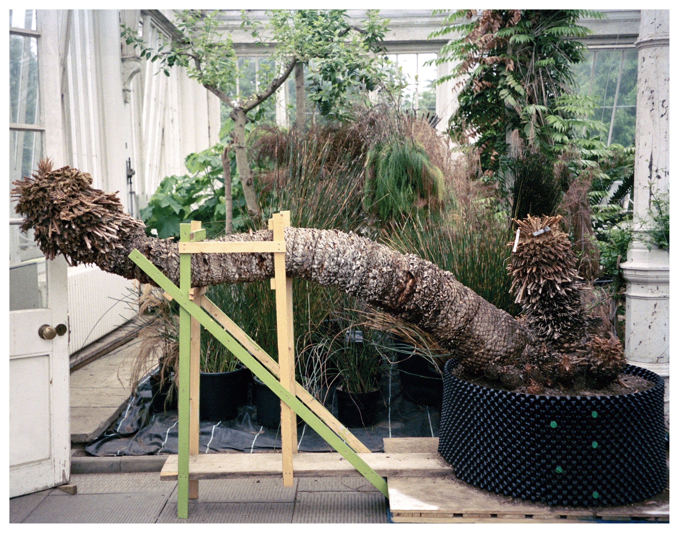 Healing Tree - Beirut Re–Store